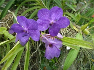 Botanicgardensslides