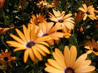 Botanicgardensslides