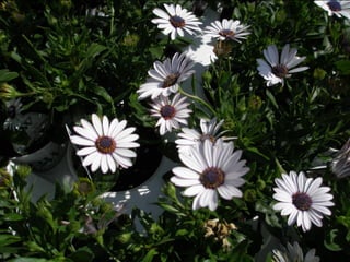 Botanicgardensslides