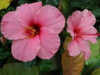 Botanicgardensslides