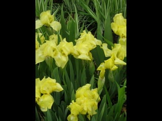 Botanicgardensslides