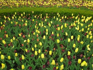 Botanicgardensslides