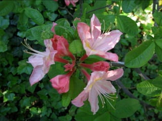 Botanicgardensslides