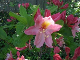 Botanicgardensslides