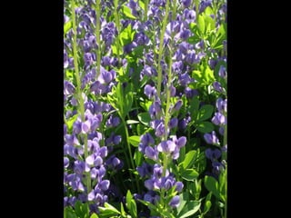 Botanicgardensslides