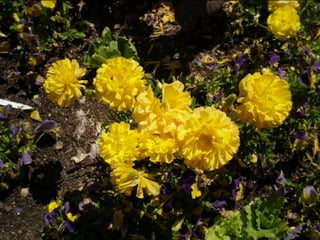 Botanicgardensslides