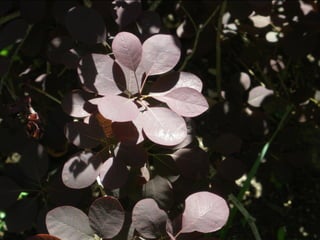 Botanicgardensslides