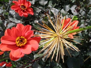 Botanicgardensslides