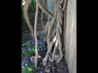 Botanicgardensslides