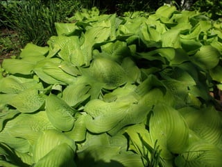 Botanicgardensslides