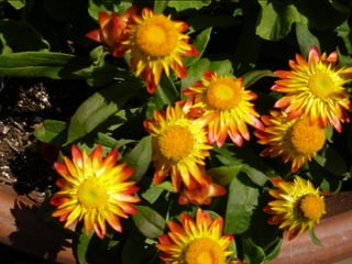 Botanicgardensslides