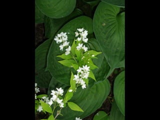 Botanicgardensslides