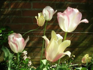 Botanicgardensslides