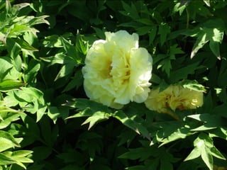 Botanicgardensslides