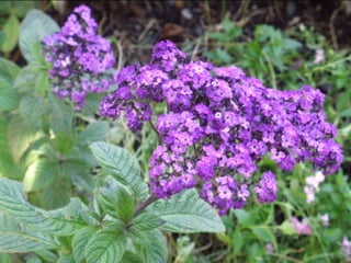 Botanicgardensslides