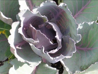 Botanicgardensslides