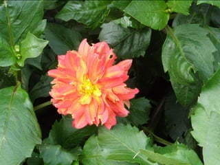 Botanicgardensslides