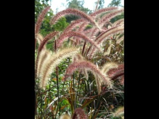 Botanicgardensslides