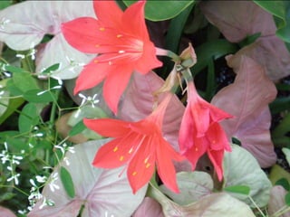 Botanicgardensslides