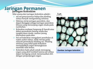 Jaringan Permanen1) Jaringan Kolenkim
Sifat utama dari jaringan kolenkim adalah :
 sel-sel penyusunnya hidup dan dinding
selnya banyak mengandung selulosa.
 Sifatnya mirip jaringan parenkim, dan
dapat dianggap sebagai jaringan parenkim
khusus yang menunjang organ muda pada
tumbuhan.
 Kolenkim terdapat langsung di bawah atau
dekat permukaan batang muda dan
tangkai daun muda, namun jarang
ditemukan pada akar.
 Sel-sel kolenkim mengalami penebalan di
sudut-sudut selnya, tidak merata pada
seluruh permukaan dinding sel. Dinding
selulosa yang tebal pada kolenkim
menyebabkan organ bersangkutan
memiliki sifat lentur.
 Kolenkim baik sekali untuk menopang
organ yang aktif tumbuh karena sel-selnya
dapat meregang untuk menyesuaikan diri
dengan perpanjangan organ.
Gambar Jaringan kolenkim
 