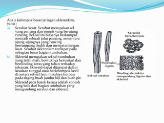 Ada 2 kelompok besar jaringan sklerenkim,
yaitu :
a) Serabut/serat. Serabut merupakan sel
yang panjang dan sempit yang berujung
runcing. Sel-sel ini biasanya berkumpul
menjadi sebuah jalur panjang, sementara
ujung-ujungnya yang runcing
bertumpang tindih dan menyatu dengan
kuat. Serabut sklerenkim terdapat pada
sebagian besar bagian tumbuhan.
b) Sklereid merupakan sel-sel tumbuhan
yang telah mati, bentuknya bervariasi dan
berdinding keras yang tahan terhadap
tekanan. Sklereid dapat dijumpai dalam
keadaan tunggal atau berkelompok kecil
di antara sel-sel lain, misalnya butiran
pada daging buah jambu biji dan buah pir.
Sklereid pada batok kelapa adalah contoh
yang baik dari bagian tumbuhan yang
mengandung serabut dan sklereid.
 