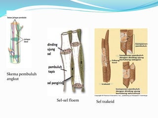 Skema pembuluh
angkut
Sel trakeidSel-sel floem
 