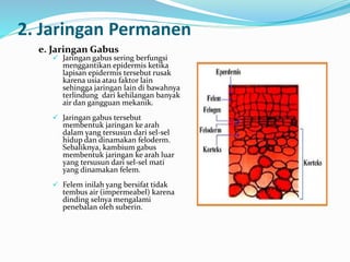 2. Jaringan Permanen
e. Jaringan Gabus
 Jaringan gabus sering berfungsi
menggantikan epidermis ketika
lapisan epidermis tersebut rusak
karena usia atau faktor lain
sehingga jaringan lain di bawahnya
terlindung dari kehilangan banyak
air dan gangguan mekanik.
 Jaringan gabus tersebut
membentuk jaringan ke arah
dalam yang tersusun dari sel-sel
hidup dan dinamakan feloderm.
Sebaliknya, kambium gabus
membentuk jaringan ke arah luar
yang tersusun dari sel-sel mati
yang dinamakan felem.
 Felem inilah yang bersifat tidak
tembus air (impermeabel) karena
dinding selnya mengalami
penebalan oleh suberin.
 