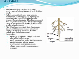 1. Akar
 Akar adalah bagian tanaman yang pada
umumnya tersembunyi karena terletak di dalam
tanah.
 Pada tanaman dikotil, akar yang tumbuh
membentuk akar tunggang sedangkan pada
monokotil akar tumbuh membentuk akar
serabut. Daerah ujung akar dikotil dan monokotil
dilindungi oleh tudung akar (kaliptra) sehingga
jaringan meristem aman dari kerusakan karena
gesekan di dalam tanah.
 Akar dikotil dan monokotil jika telah dewasa
akan memiliki susunan yang secara umum
tersusun atas bagian epidermis, korteks,
endodermis, dan silinder pusat.
 Fungsi akar :
 menyerap air, oksigen, dan garam-garam
mineral dari dalam tanah.
 untuk menguatkan posisinya di atas tanah
 menjadikan akar sebagai tempat
penyimpanan cadangan makanan.
 sebagai organ untuk memperluas area
bernapas.
 
