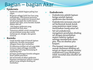 Bagian – bagian Akar
 Epidermis
o Epidermis adalah bagian paling luar
organ.
o Berperan sebagai kulit luar luar yang
melindungi. Oleh karena perannya
tersebut maka epidermis tersusun dari
sel-sel yang rapat dan terdiri hanya
setebal satu lapis, serta bersifat mudah
dilalui oleh air.
o Ada bagian epidermis yang
membentuk bulu akar.
o Tujuannya adalah untuk memperluas
are permukaan serap akar untuk
menyerap air, oksigen, dan garam
mineral.
 Korteks
o Letak korteks tepat di bawah lapisan
epidermis. Korteks menempati
sebagian besar akar tumbuhan.
o Di dalamnya terlihat sel-sel yang tidak
tersusun rapat sehingga memiliki
ruang antar sel yang memanjang di
sepanjang akar.
o Jaringan pembangun korteks sebagian
besar adalah parenkim.
o Sel-sel korteks di dekat epidermis
biasanya mempunyai suberin (materi
gabus) yang melapisi dinding sel
tumbuhan.
 Endodermis
o Endodermis adalah lapisan
ketiga setelah lapisan
epidermis dan korteks.
o Endodermis tersusun atas sel-
sel berbentuk kotak-kotak
yang posisinya rapat tanpa
menyisakan ruang antar sel.
o Sel-sel endodermis
mengalami penebalan dinding
sel dengan penambahan
materi suberin (gabus)
sehinga membentuk suatu
pita. Pita ini disebut pita
kaspari.
o Pita kaspari mencegah air
masuk melintasi dinding sel,
tetapi air dapat masuk melalui
endodermis yang dindingnya
tidak menebal atau disebut sel
penerus.
 