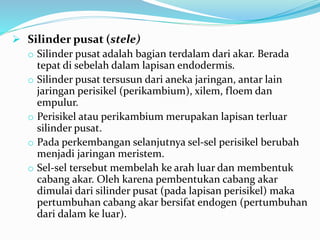  Silinder pusat (stele)
o Silinder pusat adalah bagian terdalam dari akar. Berada
tepat di sebelah dalam lapisan endodermis.
o Silinder pusat tersusun dari aneka jaringan, antar lain
jaringan perisikel (perikambium), xilem, floem dan
empulur.
o Perisikel atau perikambium merupakan lapisan terluar
silinder pusat.
o Pada perkembangan selanjutnya sel-sel perisikel berubah
menjadi jaringan meristem.
o Sel-sel tersebut membelah ke arah luar dan membentuk
cabang akar. Oleh karena pembentukan cabang akar
dimulai dari silinder pusat (pada lapisan perisikel) maka
pertumbuhan cabang akar bersifat endogen (pertumbuhan
dari dalam ke luar).
 