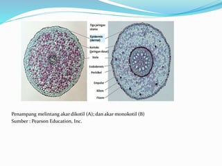 Penampang melintang akar dikotil (A); dan akar monokotil (B)
Sumber : Pearson Education, Inc.
 