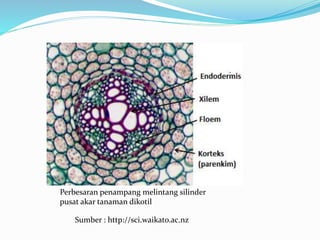 Perbesaran penampang melintang silinder
pusat akar tanaman dikotil
Sumber : http://sci.waikato.ac.nz
 