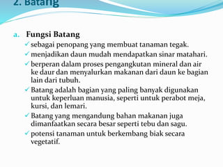 2. Batang
a. Fungsi Batang
sebagai penopang yang membuat tanaman tegak.
menjadikan daun mudah mendapatkan sinar matahari.
berperan dalam proses pengangkutan mineral dan air
ke daur dan menyalurkan makanan dari daun ke bagian
lain dari tubuh.
Batang adalah bagian yang paling banyak digunakan
untuk keperluan manusia, seperti untuk perabot meja,
kursi, dan lemari.
Batang yang mengandung bahan makanan juga
dimanfaatkan secara besar seperti tebu dan sagu.
potensi tanaman untuk berkembang biak secara
vegetatif.
 