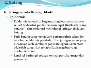 2. Batang
b. Jaringan pada Batang Dikotil
 Epidermis
 Epidermis terletak di bagian paling luar, tersusun atas
sel-sel berbentuk pipih, tersusun rapat (tidak ada ruang
antarsel), dan berfungsi melindungi jaringan di dalam
batang.
 Pada batang yang mengalami pertumbuhan sekunder
tersebut, epidermis pecah dan diisi jaringan gabus yang
dihasilkan oleh kambium gabus (felogen). Sementara
ada celah yang tidak terlapisi lapisan gabus yang
disebut lenti sel.
 Lenti sel berfungsi sebagai tempat pertukaran gas dan
penguapan
 