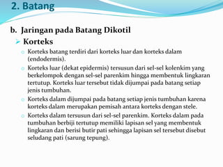 2. Batang
b. Jaringan pada Batang Dikotil
 Korteks
o Korteks batang terdiri dari korteks luar dan korteks dalam
(endodermis).
o Korteks luar (dekat epidermis) tersusun dari sel-sel kolenkim yang
berkelompok dengan sel-sel parenkim hingga membentuk lingkaran
tertutup. Korteks luar tersebut tidak dijumpai pada batang setiap
jenis tumbuhan.
o Korteks dalam dijumpai pada batang setiap jenis tumbuhan karena
korteks dalam merupakan pemisah antara korteks dengan stele.
o Korteks dalam tersusun dari sel-sel parenkim. Korteks dalam pada
tumbuhan berbiji tertutup memiliki lapisan sel yang membentuk
lingkaran dan berisi butir pati sehingga lapisan sel tersebut disebut
seludang pati (sarung tepung).
 