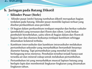 2. Batang
b. Jaringan pada Batang Dikotil
 Silinder Pusar (Stele)
o Silinder pusat (stele) batang tumbuhan dikotil merupakan bagian
terdalam pada batang. Silinder pusat memiliki lapisan terluar yang
disebut perikambium atau perisikel.
o Di bagian dalam perikambium terdapat empulur dan berkas vaskuler
(pembuluh) yang tersusun dari floem dan xilem. Letak berkas
pembuluh bersebelahan, yaitu xilem di bagian dalam dan floem di
bagian luar dan diantara keduanya terdapat kambium sehingga
dinamakan kolateral terbuka.
o Kambium intervasikuler dan kambium intravasikuler melakukan
pertumbuhan sekunder yang menyebabkan bertambah besarnya
diameter batang. Tapi pertumbuhan yang menebal ini tidak
berlangsung terus menerus. Penebalan tersebut terjadi hanya saat
tersedia air dan mineral cukup untuk melakukan pertumbuhan.
o Pertumbuhan ini yang menyebabkan muncul lapisan batang yang
berlapis-lapis dan membentuk lingkaran-lingkaran yang dinamakan
lingkaran tahun.
 