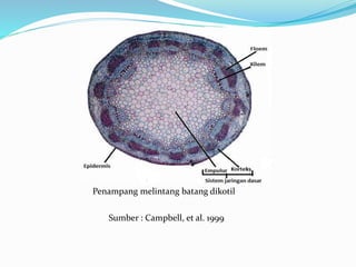 Penampang melintang batang dikotil
Sumber : Campbell, et al. 1999
 