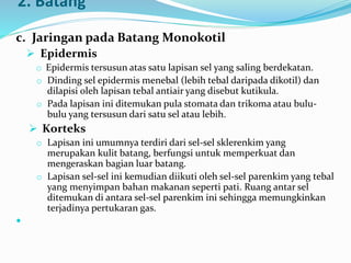 2. Batang
c. Jaringan pada Batang Monokotil
 Epidermis
o Epidermis tersusun atas satu lapisan sel yang saling berdekatan.
o Dinding sel epidermis menebal (lebih tebal daripada dikotil) dan
dilapisi oleh lapisan tebal antiair yang disebut kutikula.
o Pada lapisan ini ditemukan pula stomata dan trikoma atau bulu-
bulu yang tersusun dari satu sel atau lebih.
 Korteks
o Lapisan ini umumnya terdiri dari sel-sel sklerenkim yang
merupakan kulit batang, berfungsi untuk memperkuat dan
mengeraskan bagian luar batang.
o Lapisan sel-sel ini kemudian diikuti oleh sel-sel parenkim yang tebal
yang menyimpan bahan makanan seperti pati. Ruang antar sel
ditemukan di antara sel-sel parenkim ini sehingga memungkinkan
terjadinya pertukaran gas.

 