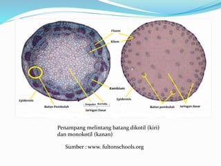 Penampang melintang batang dikotil (kiri)
dan monokotil (kanan)
Sumber : www. fultonschools.org
 