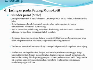 2. Batang
d. Jaringan pada Batang Monokotil
 Silinder pusat (Stele)
o Jaringan ini terletak di bawah korteks. Umumnya batas antara stele dan korteks tidak
jelas.
o Berisi berkas pembuluh (vaskuler) yang tersebar pada empulur, terutama
terkonsentrasi mendekati kulit batang.
o Berkas pembuluh pada batang monokotil diselubungi oleh serat-serat sklerenkim
sehingga memperkuat berkas pembuluh tersebut.
o Ketiadaan kambium membuat batang monokotil tidak bisa tumbuh membesar atau
tidak ada pertumbuhan sekunder yang membuat batang menebal.
o Tumbuhan monokotil umumnya hanya mengalami pertumbuhan primer memanjang.
o Pembesaran batang dilakukan dengan mekanisme pembentukan rongga. Ronga
tersebut terbentuk dengan menghilangkan bagian empulur, kecuali empulur pada
buku-buku batang. Misalnya rongga seperti saluran pada tanaman padi. Dengan sifat
ini, struktur anatomi batang tumbuhan monokotil muda sama persis dengan
tumbuhan yang sudah tua.
 