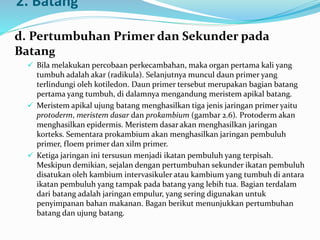 2. Batang
d. Pertumbuhan Primer dan Sekunder pada
Batang
 Bila melakukan percobaan perkecambahan, maka organ pertama kali yang
tumbuh adalah akar (radikula). Selanjutnya muncul daun primer yang
terlindungi oleh kotiledon. Daun primer tersebut merupakan bagian batang
pertama yang tumbuh, di dalamnya mengandung meristem apikal batang.
 Meristem apikal ujung batang menghasilkan tiga jenis jaringan primer yaitu
protoderm, meristem dasar dan prokambium (gambar 2.6). Protoderm akan
menghasilkan epidermis. Meristem dasar akan menghasilkan jaringan
korteks. Sementara prokambium akan menghasilkan jaringan pembuluh
primer, floem primer dan xilm primer.
 Ketiga jaringan ini tersusun menjadi ikatan pembuluh yang terpisah.
Meskipun demikian, sejalan dengan pertumbuhan sekunder ikatan pembuluh
disatukan oleh kambium intervasikuler atau kambium yang tumbuh di antara
ikatan pembuluh yang tampak pada batang yang lebih tua. Bagian terdalam
dari batang adalah jaringan empulur, yang sering digunakan untuk
penyimpanan bahan makanan. Bagan berikut menunjukkan pertumbuhan
batang dan ujung batang.
 