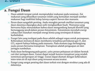 2. Daun
a. Fungsi Daun
1. Daun adalah tempat untuk memproduksi makanan pada tanaman. Zat
makanan yang dihasilkan tanaman inilah yang kemudian menjadi sumber
makanan bagi makhluk hidup lainnya seperti hewan dan manusia.
2. Peran daun sangatlah penting. Anda mungkin pernah melihat tanaman yang
daun-daunnya dipangkas akan sulit menghasilkan buah. Warnanya yang
berwarna hijau menandakan bahwa daun mengandung banyak klorofil yang
bertanggung jawab dalam proses fotosintesis. Fotosintesis merubah energi
cahaya dari matahari menjadi energi kimia yang tersimpan di dalam
karbohidrat.
3. Fungsi lain yang terdapat pada daun adalah sebagai organ untuk pernapasan.
Keberadaan stomata di daun membantu terjadinya pertukaran gas O2 dan
CO2 seperti halnya hidung pada manusia. Pada stomata juga berlangsung
suatu proses bernama transpirasi. Transpirasi adalah penguapan air dari
jaringan tumbuhan.
4. Pada daun berlangsung pula gutasi, yaitu proses pelepasan air dalam bentuk
cair dari jaringan daun. Gutasi dapat terjadi karena transpirasi yang rendah
sementara penyerapan air tinggi. Gutasi dapat diamati dengan keberadaan
tetes-tetes air di tepi daun yang tersusun secara teratur.
5. Fungsi yang sangat penting dari daun terkait erat dengan struktur yang ada di
dalamnya.
 