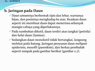2. Daun
b. Jaringan pada Daun
Daun umumnya berbentuk tipis dan lebar, warnanya
hijau, dan posisinya menghadap ke atas. Keadaan daun
seperti ini membuat daun dapat menerima sebanyak
mungin cahaya yang diperlukannya.
Pada tumbuhan dikotil, daun terdiri atas tangkai (petiola)
dan helai daun (lamina).
Sedangkan daun monokotil tidak bertangkai, langsung
melekat pada batang. Jaringan penyusun daun meliputi
epidermis, mesofil (parenkim), dan berkas pembuluh
seperti tampak pada gambar berikut (gambar 2.7).
 