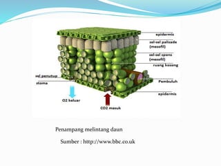 Penampang melintang daun
Sumber : http://www.bbc.co.uk
 