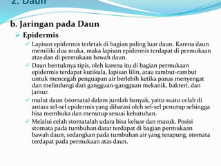 2. Daun
b. Jaringan pada Daun
 Epidermis
 Lapisan epidermis terletak di bagian paling luar daun. Karena daun
memiliki dua muka, maka lapisan epidermis terdapat di permukaan
atas dan di permukaan bawah daun.
 Daun bentuknya tipis, oleh karena itu di bagian permukaan
epidermis terdapat kutikula, lapisan lilin, atau rambut-rambut
untuk mencegah penguapan air berlebih ketika panas menyengat
dan melindungi dari gangguan-gangguan mekanik, bakteri, dan
jamur.
 mulut daun (stomata) dalam jumlah banyak, yaitu suatu celah di
antara sel-sel epidermis yang dibatasi oleh sel-sel penutup sehingga
bisa membuka dan menutup sesuai kebutuhan.
 Melalui celah stomatalah udara bisa keluar dan masuk. Posisi
stomata pada tumbuhan darat terdapat di bagian permukaan
bawah daun, sedangkan pada tumbuhan air yang terapung, stomata
terdapat pada permukaan atas daun.
 