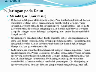 2. Daun
b. Jaringan pada Daun
 Mesofil (jaringan dasar)
 Di bagian inilah proses fotosintesis terjadi. Pada tumbuhan dikotil, di bagian
mesofil ini terdapat sel-sel parenkim yang membentuk 2 jaringan, yaitu
jaringan parenkim palisade dan jaringan spons (bunga karang). Sel-sel pada
parenkim palisade tersusun sangat rapat dan mempunyai banyak kloroplas
daripada jaringan spons. Sehingga pada jaringan ini proses fotosintesis lebih
banyak terjadi.
 Jaringan spons pada tumbuhan dikotil memiliki sel-sel yang renggang satu
sama lain. Selain itu didalamnya terdapat pembuluh angkut. Pada jaringan ini
terdapat kloroplas, namun jumlahnya lebih sedikit dibandingkan dengan
kloroplas dalam parenkim palisade.
 Pada tumbuhan monokotil tidak terdapat jaringan parenkim palisade, hanya
ada jaringan spons. Proses fotosintesis terjadi di semua sel penyusun jaringan
spons yang berbentuk membulat. Pada jaringan ini terdapat ruang antar sel.
Sama halnya dengan tumbuhan dikotil jaringan spons pada tumbuhan
monokotil di dalamnya terdapat pembuluh pengangkut. Ciri khas jaringan
spons yaitu adanya lekukan-lekukan yang menjadi penghubung antar sel.
 