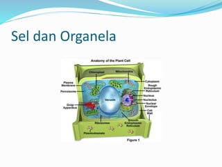 Sel dan Organela
 