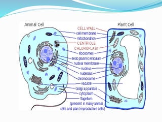 Perbedaan Sel Tumbuhan dan Hewan
 