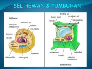 SEL HEWAN & TUMBUHAN
 