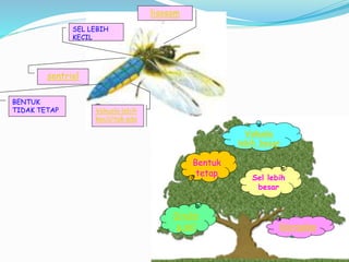 lisosom
sentriol
Vakuola lebih
kecil/tak ada
BENTUK
TIDAK TETAP
SEL LEBIH
KECIL
kloroplas
Dindin
g sel
Vakuola
lebih besar
Bentuk
tetap Sel lebih
besar
 